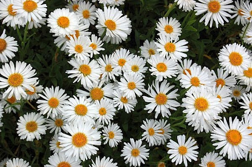 Aster alpinus 'Weiße Schöne'