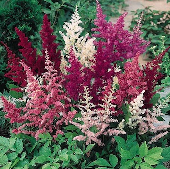Astilbe × arendsii 'Showstar' 