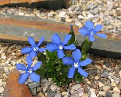 Aubrieta deltoides 'Blue Beauty'