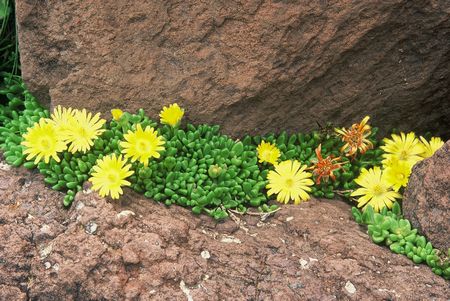 Delosperma nubigenum 