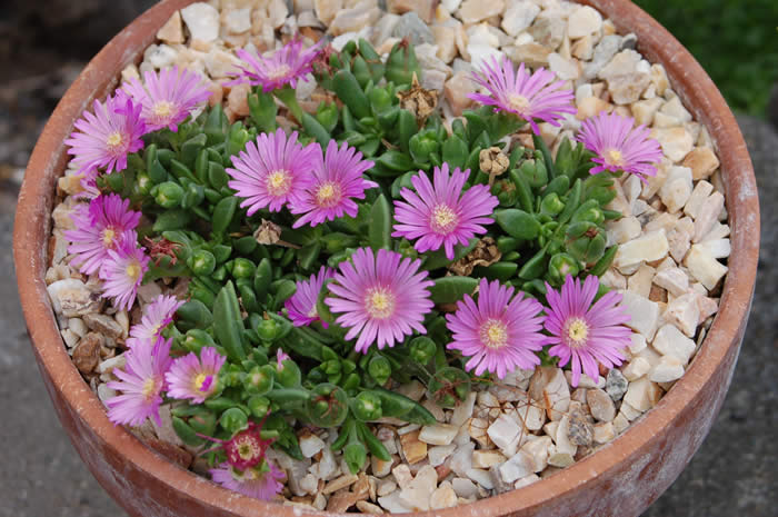 Delosperma sani pass