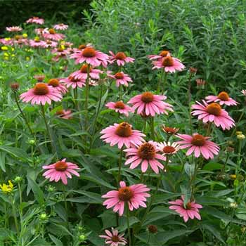 Echinacea purpurea 'Magnus' 
