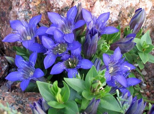 Gentiana septemfida