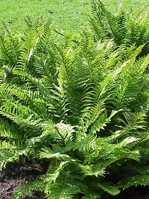 Dryopteris affinis 