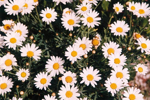 Leucanthemum maximum snow lady