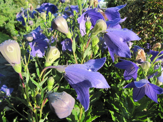 Platycodon grandiflorus 'Apoyama' 