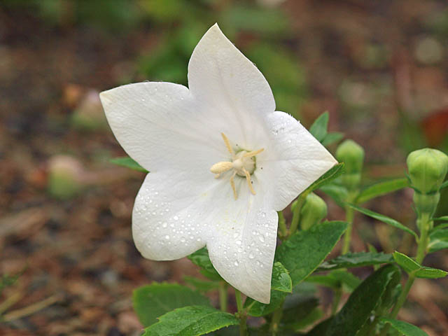 Platycodon grandiflorus 'Astra White'