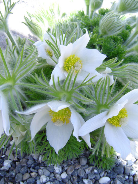 Pulsatilla vulgaris 'Alba' 
