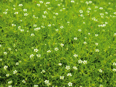 Sagina subulata  GREEN