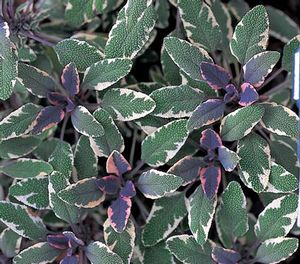 Salvia officinalis 'Tricolor'