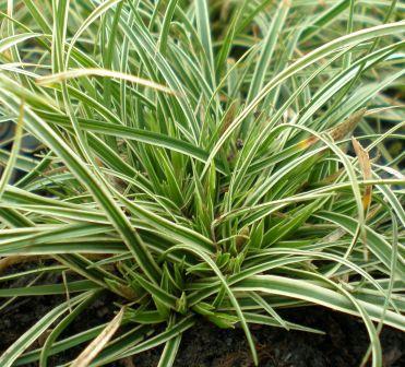 Carex conica 'Snowline' 