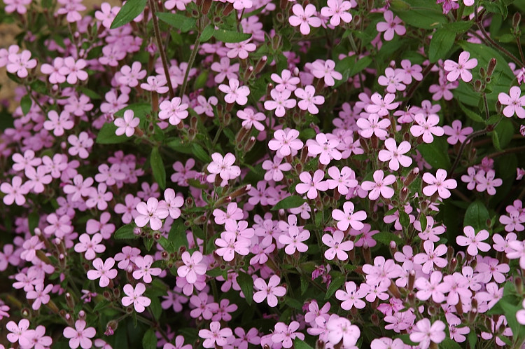 saponaria ocymoides jabora 