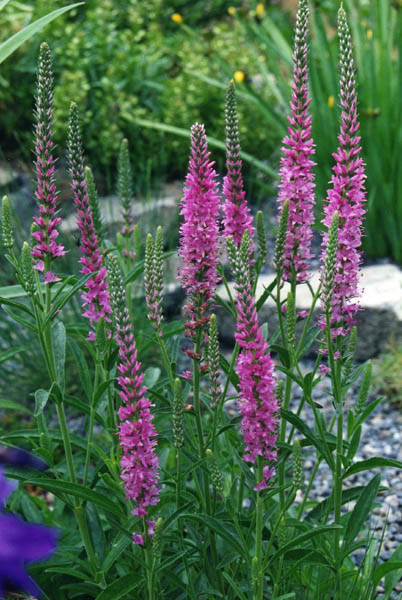 Veronica spicata rosea