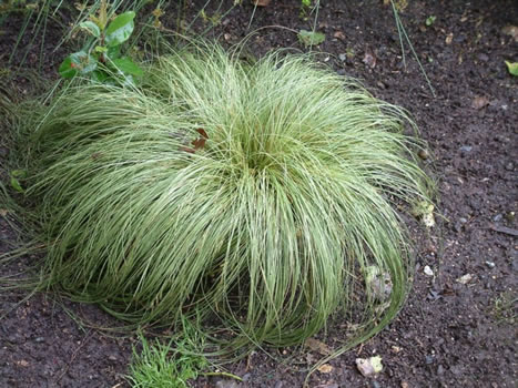 Carex comans 'Frosted Curls'