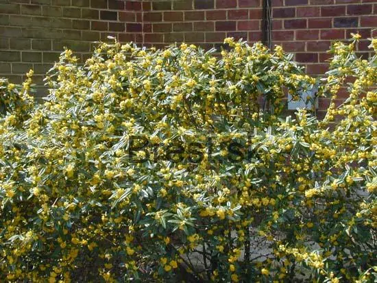 Berberis 'Julianae'