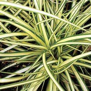 Carex osimensis "evergold"
