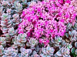 Sedum cyaneum 'Sachalin' 