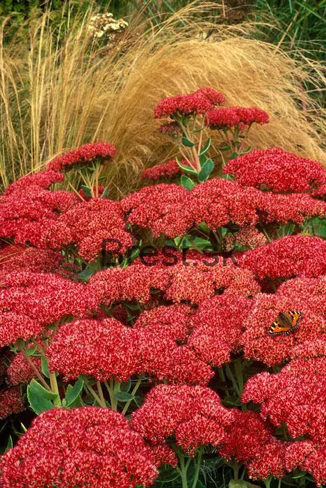 Sedum 'Herbstfreude' 