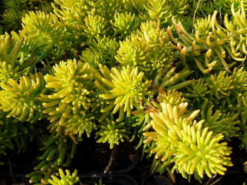 Sedum reflexum 'Angelina'