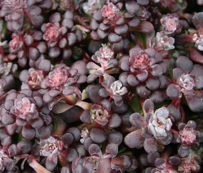 Sedum spathulifolium 'Purpureum' 