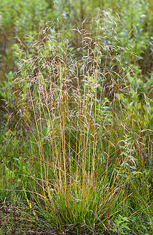 Deschampsia caespitosa