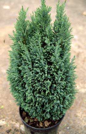 Chamaecyparis lawsoniana 'Ellwoodii'
