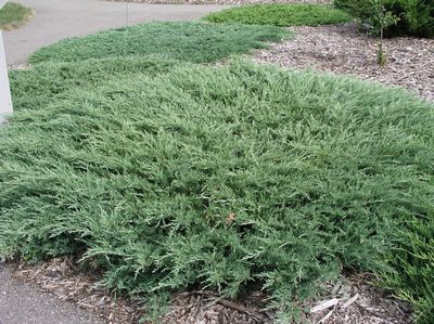 Juniperus horizontalis 'Andorra Compacta' 