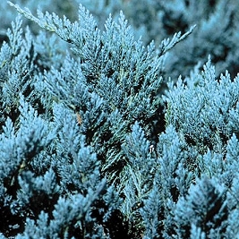 Juniperus horizontalis 'Blue Chip' 