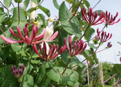 Lonicera japonica purpurea