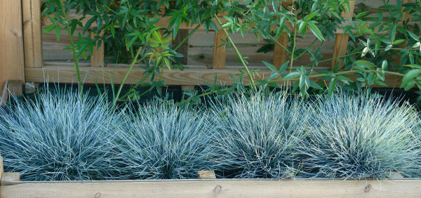 Festuca glauca 'Elijah Blue' 