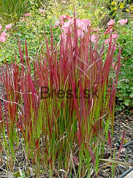 Imperata cylindrica 'Red Baron'