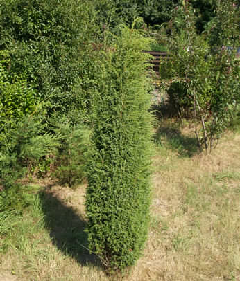 Juniperus communis 'Hibernica'