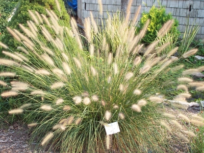 Pennisetum alopecuroides 'Hameln' 2 lit.