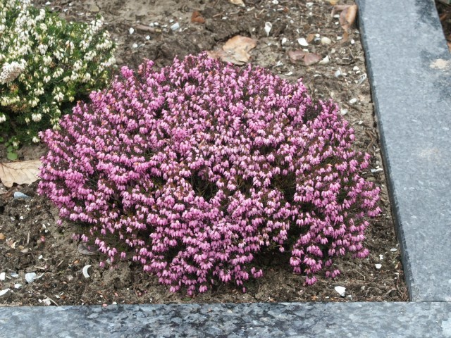 Erica carnea 'Rosea'
