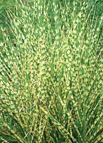 Miscanthus sinensis 'Gold Bar'