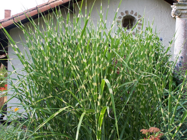 Miscanthus sinensis 'Zebrinus'
