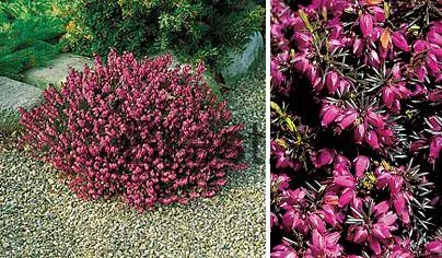 Erica carnea 'Atrorubra'