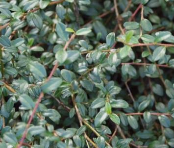 Cotoneaster x suecicus 'Coral Beauty' 