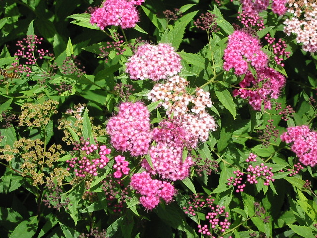 Spiraea japonica 'Elegant'