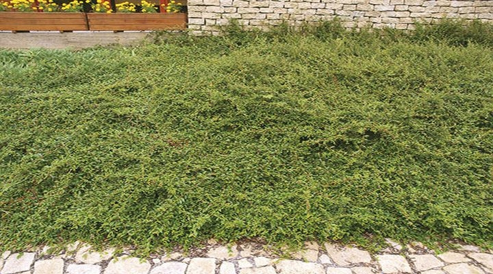 Cotoneaster salicifolius 'Gnom'