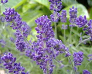 Lavandula angustifolia