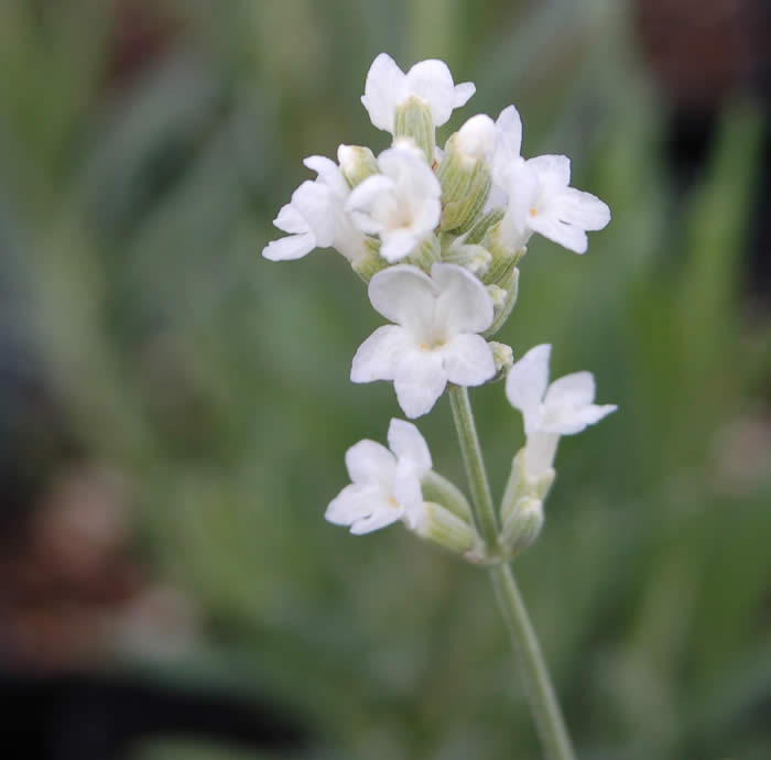 Lavandula angustifolia 'Ellagance snow'