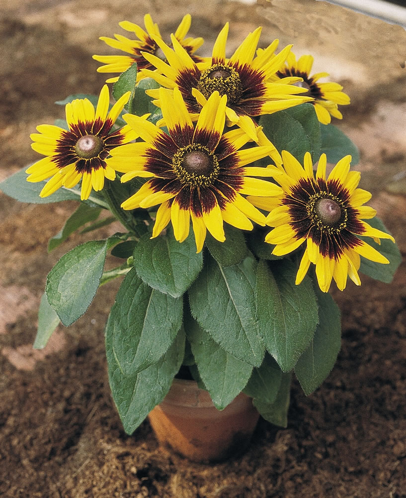 RUDBECKIA hirta 'Sonora' 