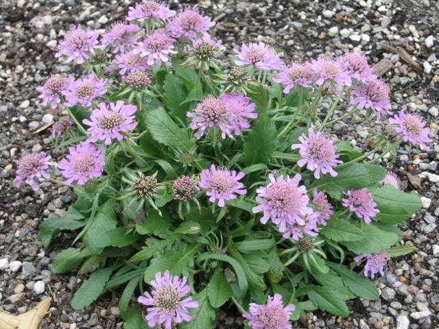 Scabiosa columbaria 'Misty Butterflies'