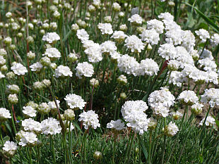 Armeria maritima 'Alba'