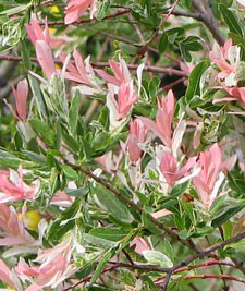 Salix integra 'Hakuro Nishiki'