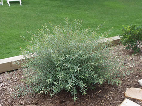 Salix purpurea 'Nana'