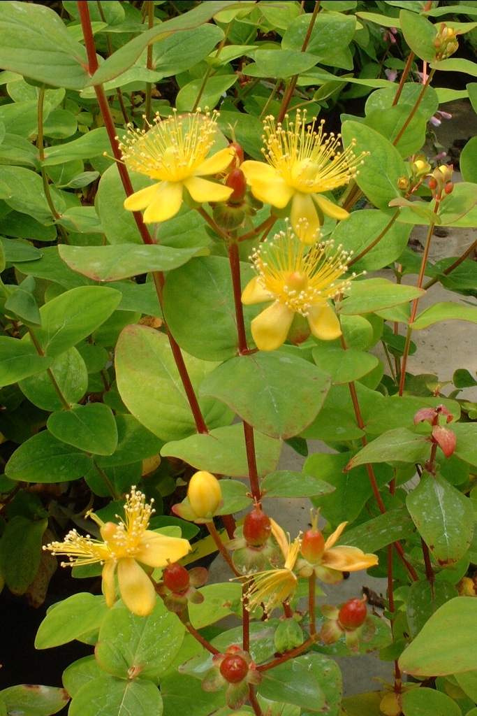 Hypericum inodorum 'Rheingold'