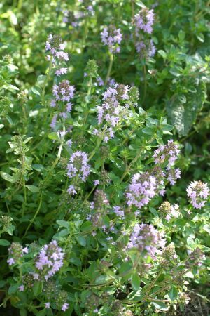 Thymus x citriodorus