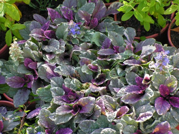 Ajuga reptans 'Burgundy Glow' 